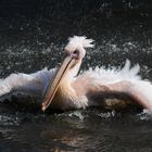 Rosafarbener Pelikan