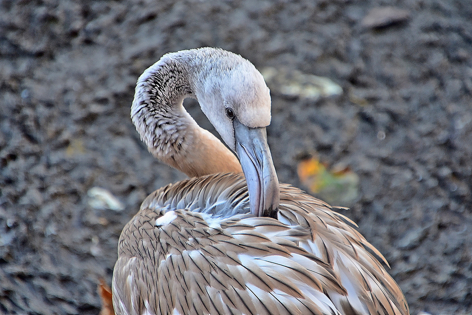 Rosaflamingo (im Jugendkleid) (Phoenicopterus roseus)