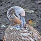 Rosaflamingo (im Jugendkleid) (Phoenicopterus roseus)