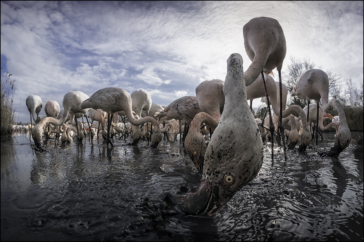 Rosaflamingo in der Camargue