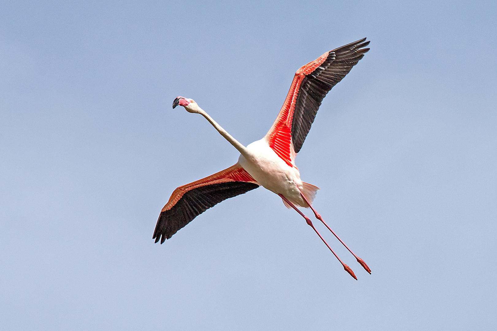 Rosaflamingo in der Camargue