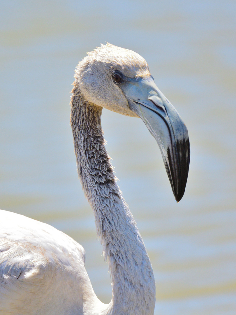 Rosaflamingo juvenil, (Phoenicopterus roseus), greater flamingo, flamenco común 