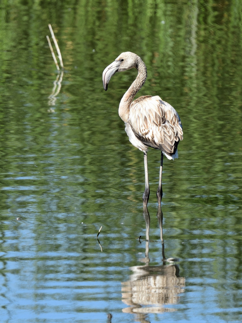 Rosaflamingo juvenil (Phoenicopterus roseus), Greater flamingo, Flamenco común