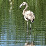 Rosaflamingo juvenil (Phoenicopterus roseus), Greater flamingo, Flamenco común