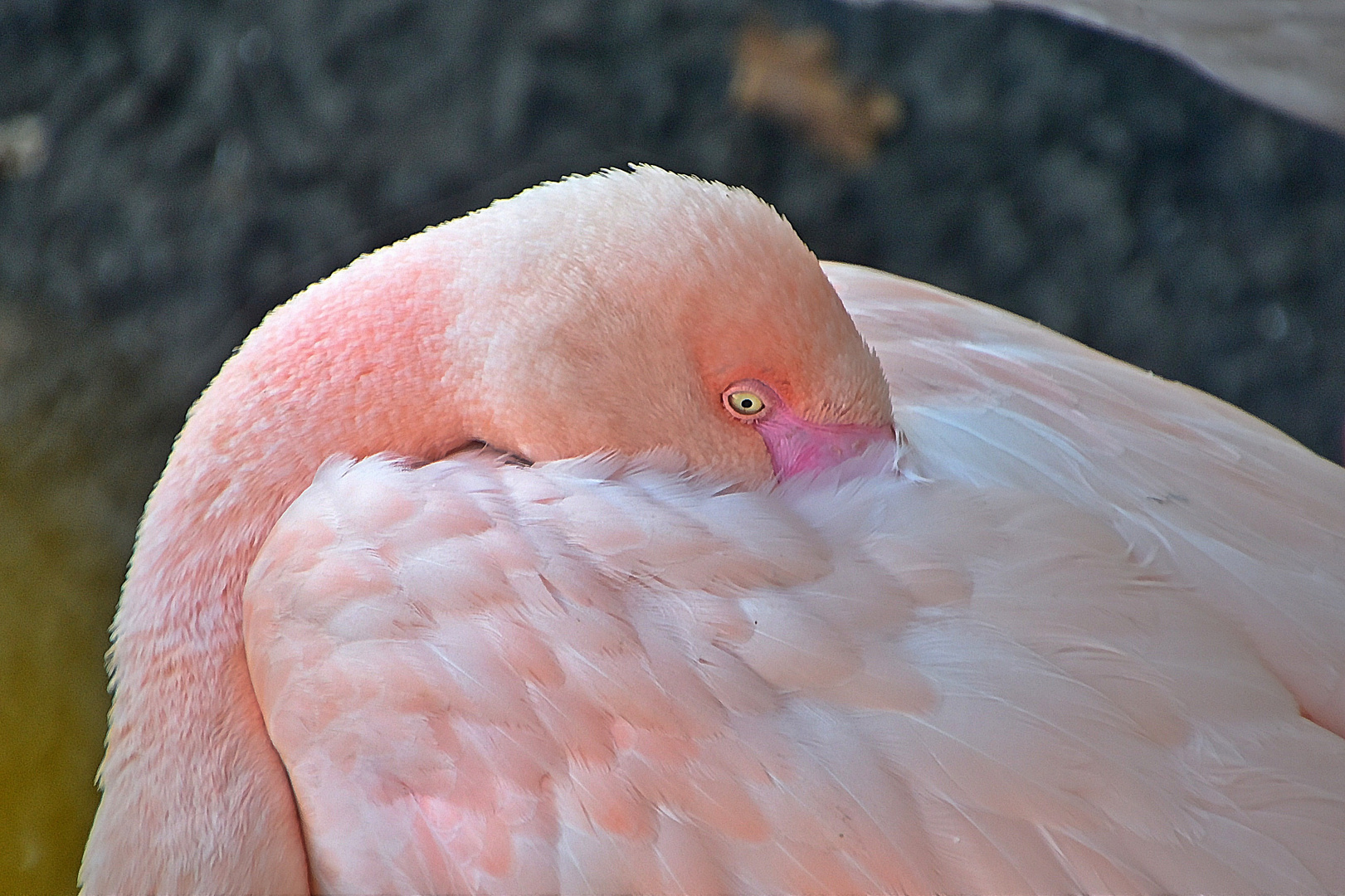 Rosaflamingo (Phoenicopterus roseus)