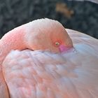 Rosaflamingo (Phoenicopterus roseus)