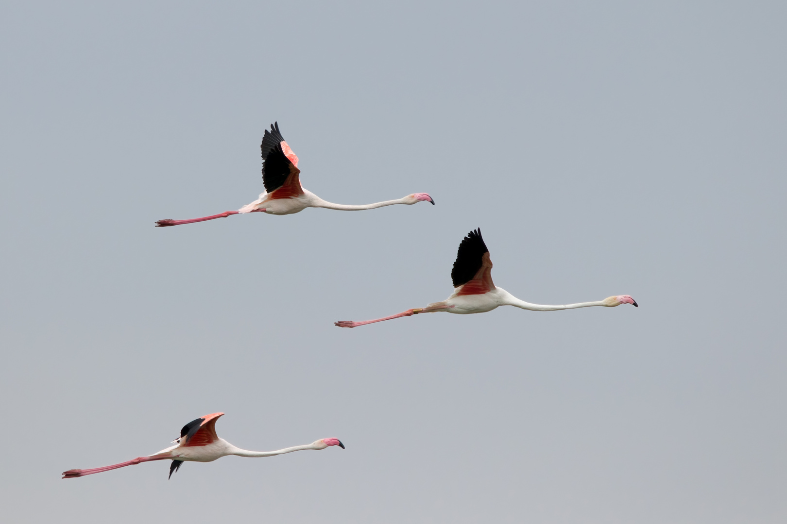 Rosaflamingo  (Phoenicopterus roseus) 