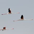 Rosaflamingo  (Phoenicopterus roseus) 