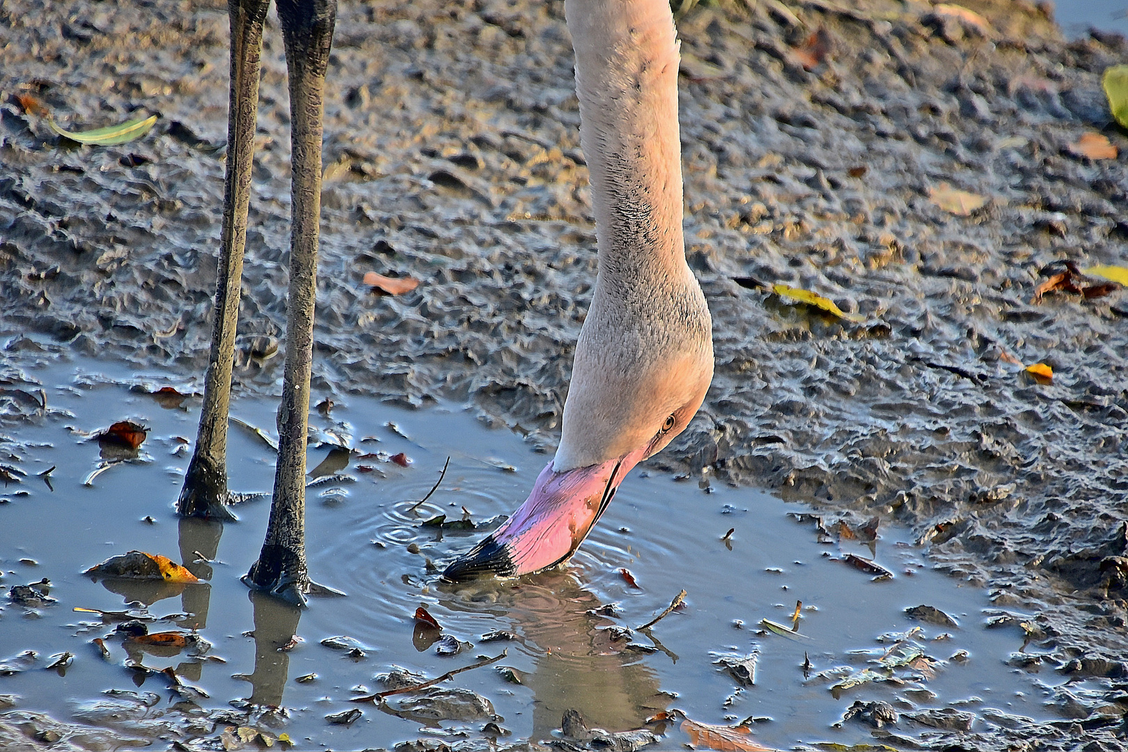 Rosaflamingo (Phoenicopterus roseus)