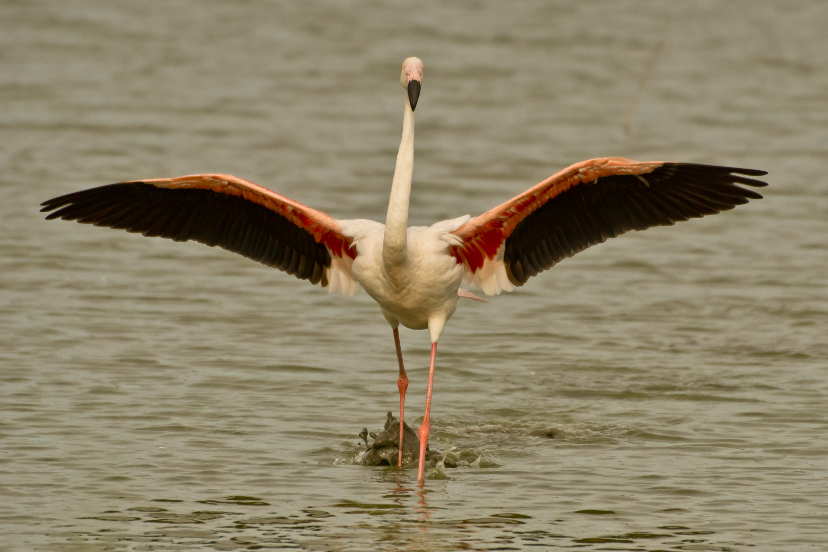 Rosaflamingo (Phoenicopterus roseus), Camargue, 16.06.2018