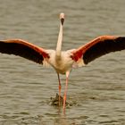 Rosaflamingo (Phoenicopterus roseus), Camargue, 16.06.2018