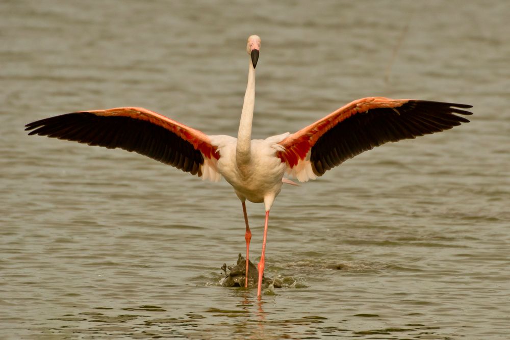 Rosaflamingo (Phoenicopterus roseus), Camargue, 16.06.2018