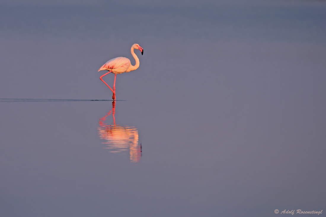 Rosaflamingo (Phoenicopterus roseus)