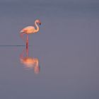 Rosaflamingo (Phoenicopterus roseus)