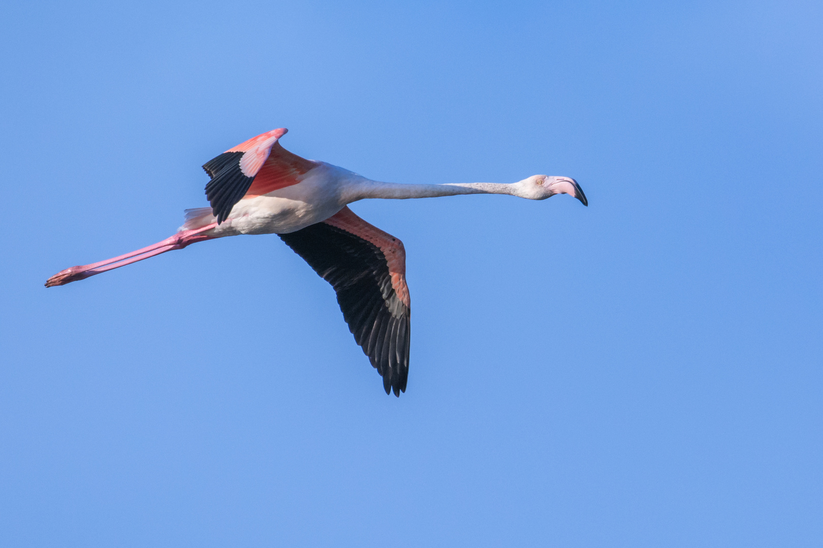 Rosaflamingo (Phoenicopterus roseus), Costa de la Luz, Spanien