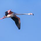 Rosaflamingo (Phoenicopterus roseus), Costa de la Luz, Spanien