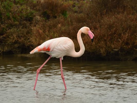 Rosaflamingo, (Phoenicopterus roseus), Greater flamingo, Flamenco común