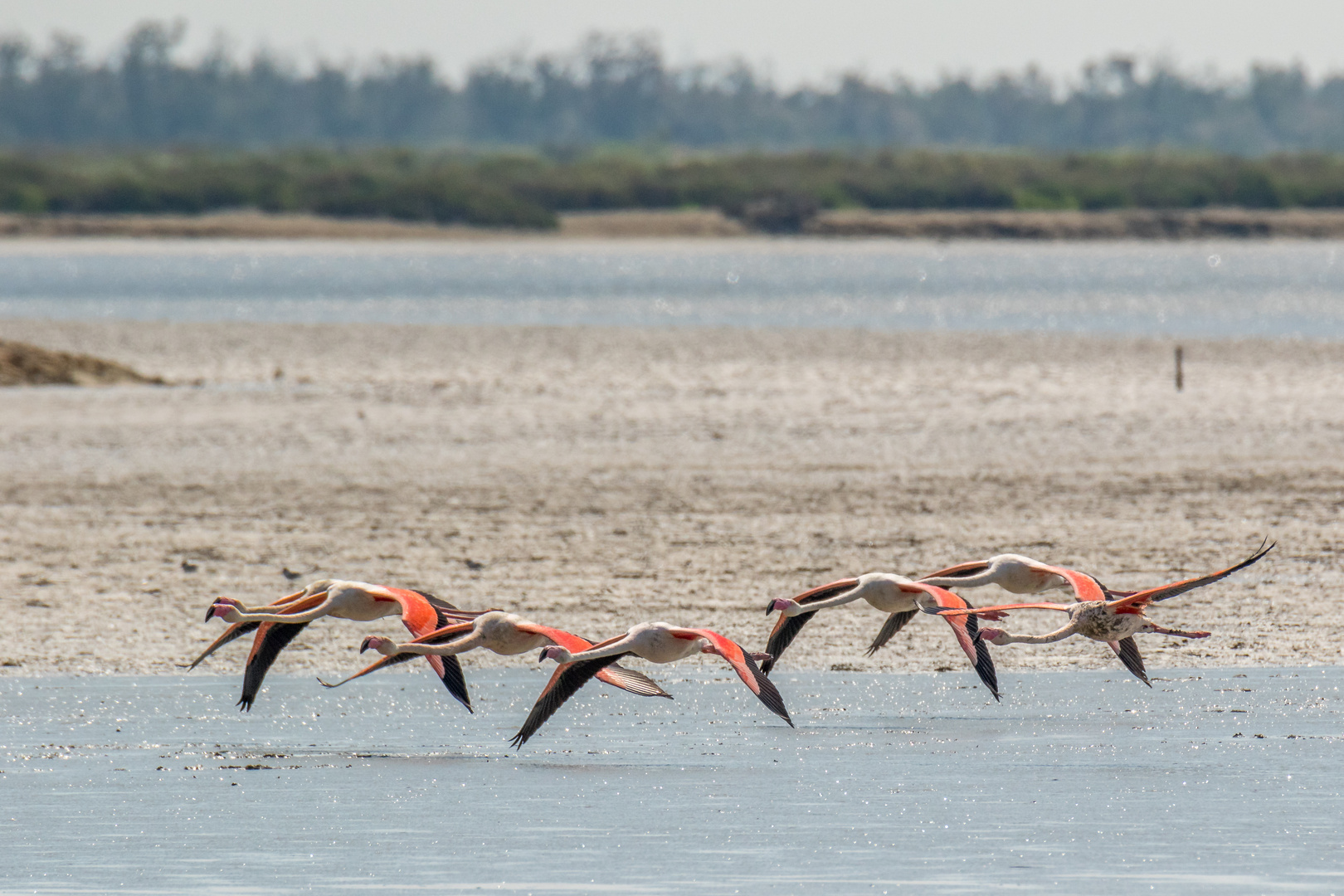 Rosaflamingo (Phoenicopterus roseus) im Formationsflug bei hohem Wind (30+ km/h)