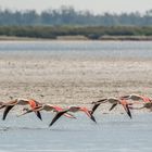 Rosaflamingo (Phoenicopterus roseus) im Formationsflug bei hohem Wind (30+ km/h)