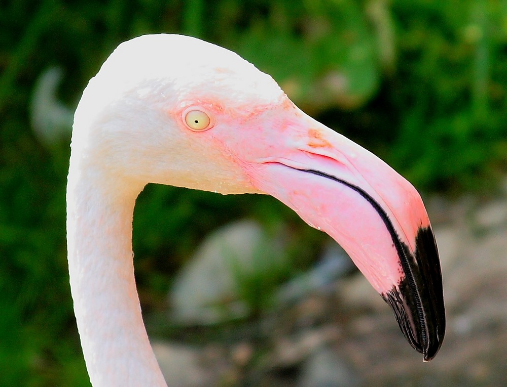 Rosaflamingo (Phoenicopterus ruber L.)