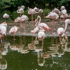 Rosaflamingo Tierpark Bern