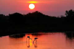 Rosaflamingos bei Sonnenaufgang