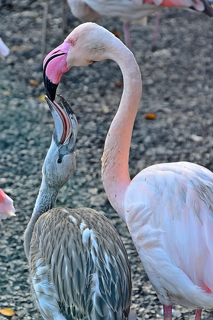 Rosaflamingos (Phoenicopterus roseus)