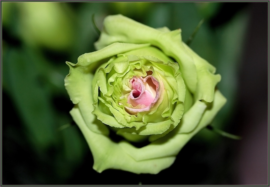 ROSAGRÜN - die Farben der Natur