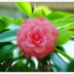 Rosagrün/ pinkgreen