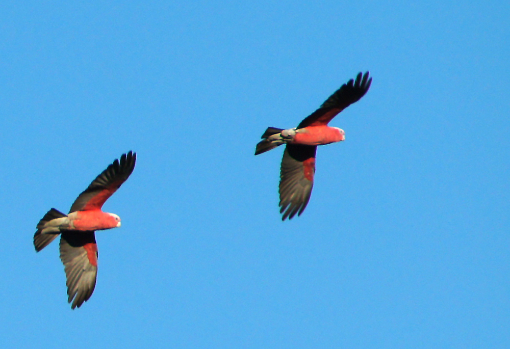 ..Rosakakadu 3..