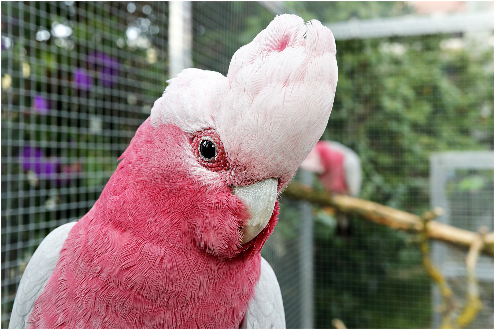 Rosa Kakadu Rosa Kakadu