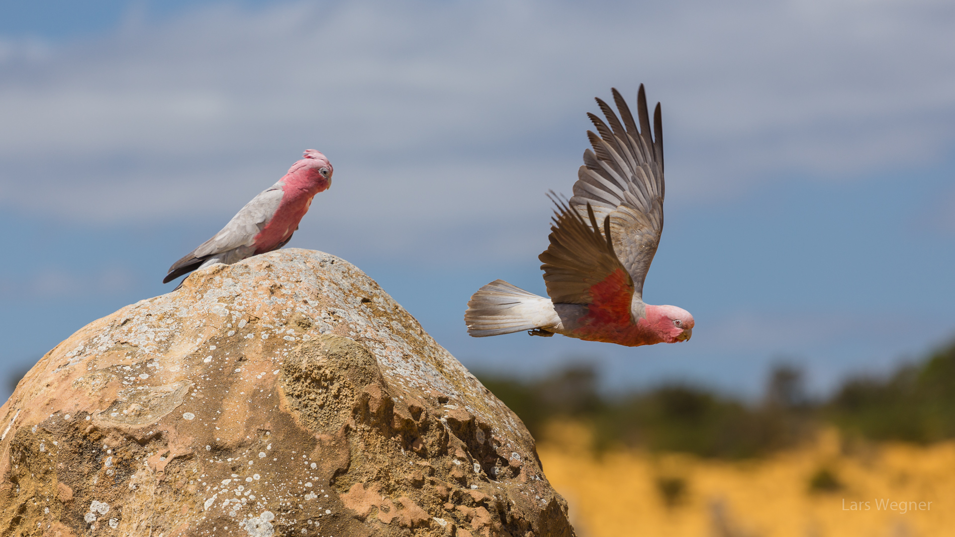 Rosa Kakadu Rosa Kakadu