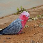 ..Rosakakadu..