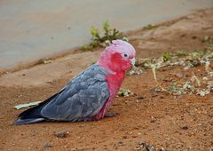 ..Rosakakadu..