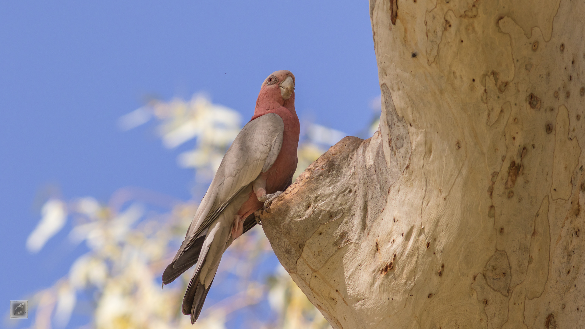 Rosakakadu (Eolophus roseicappilus)  