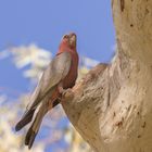 Rosakakadu (Eolophus roseicappilus)  