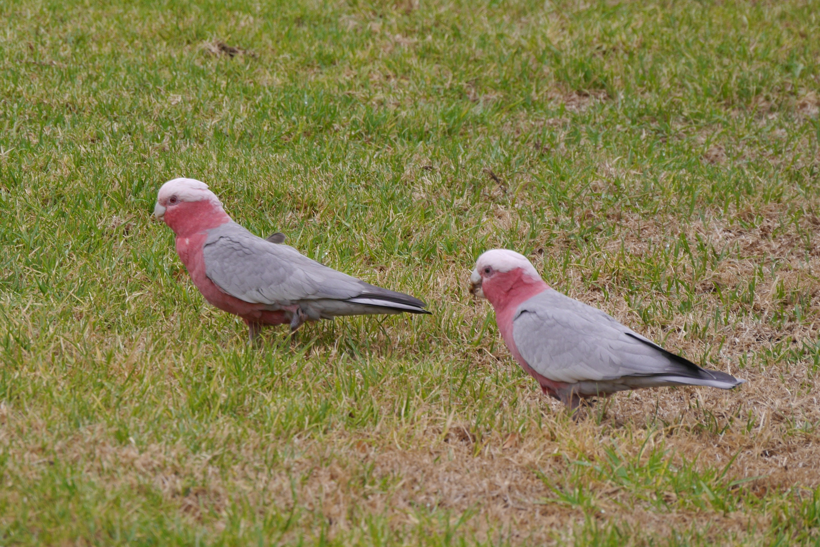 Rosakakadus  -  Galahs