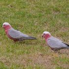 Rosakakadus  -  Galahs