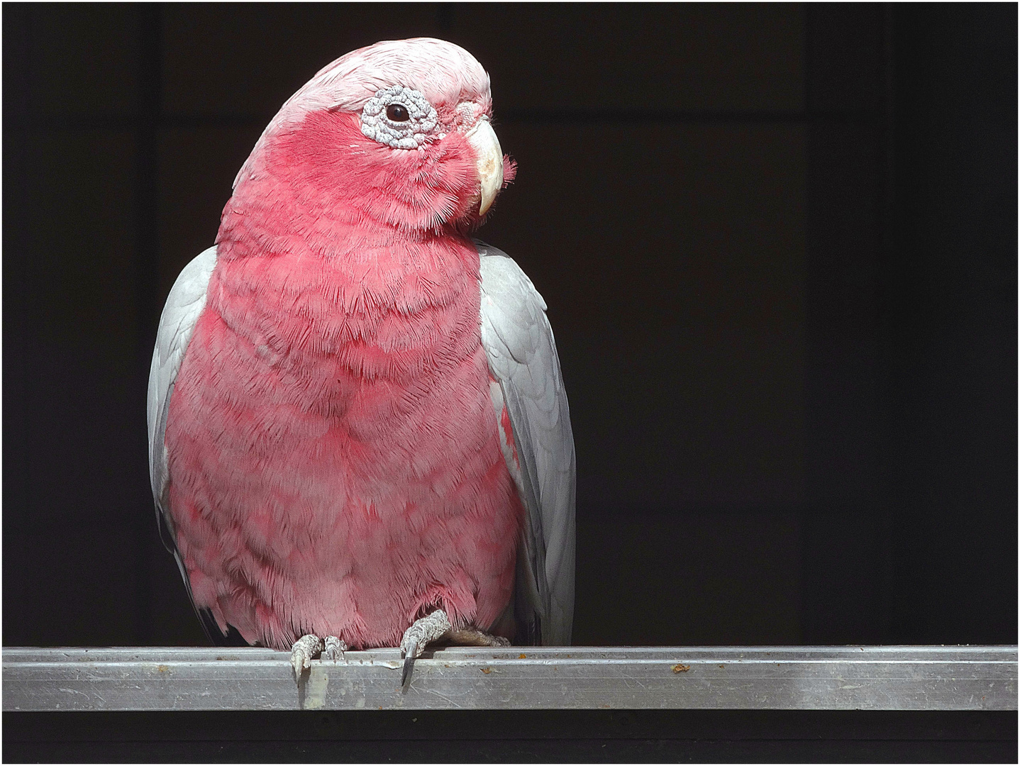 Rosakakdu (Zoo Neuwied)