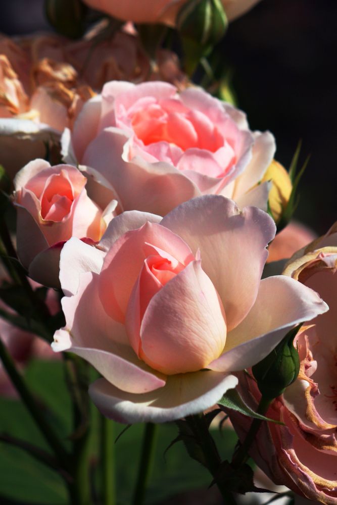 rosal sevillano rosa al sol.