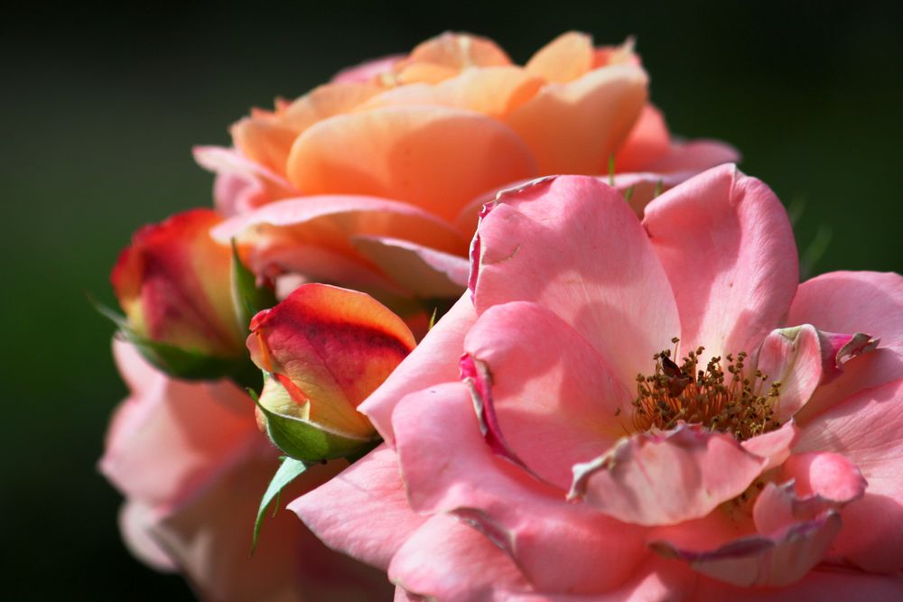 rosal sevillano rosa al sol