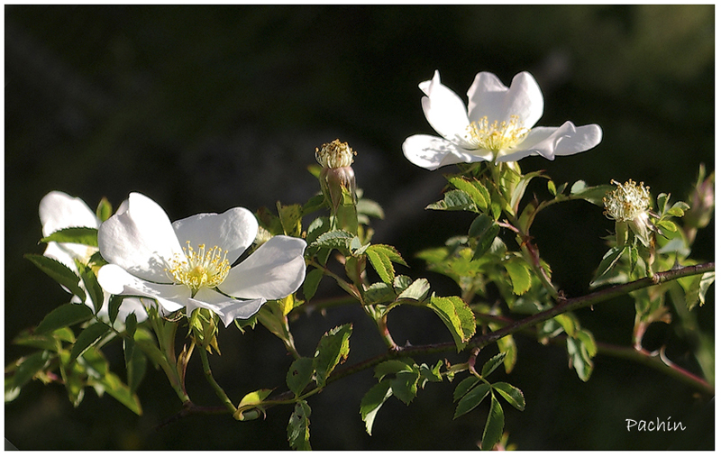 Rosal silvestre.