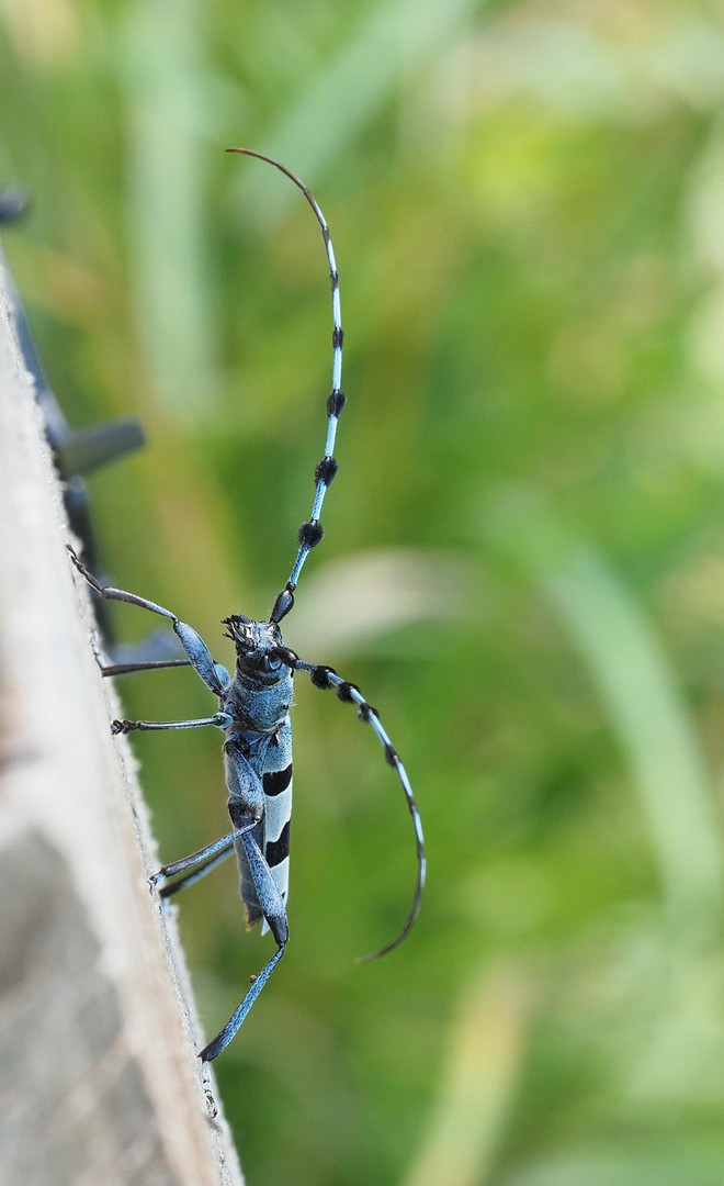 Rosalia Alpina