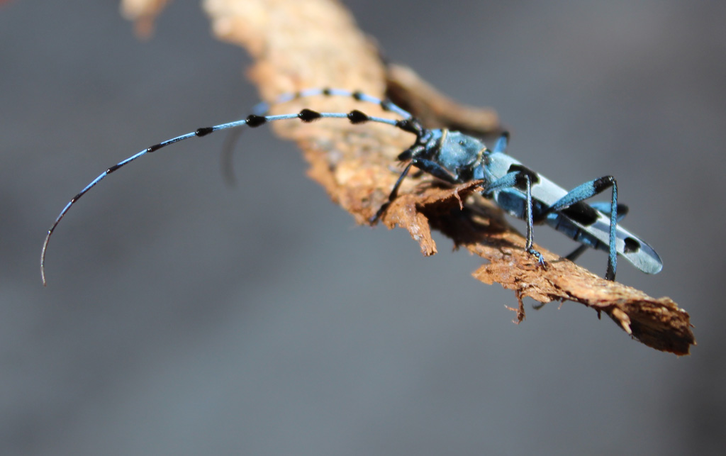 Rosalia alpina 