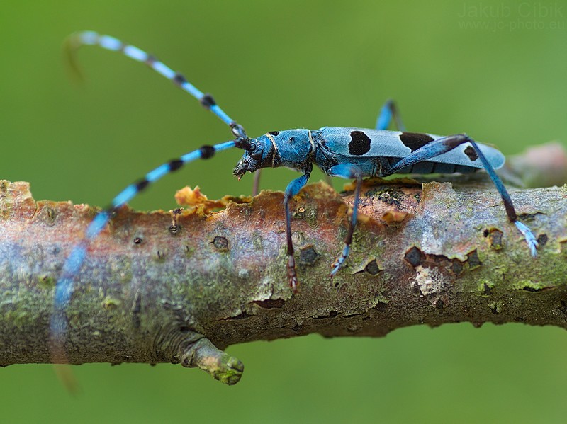 Rosalia alpina