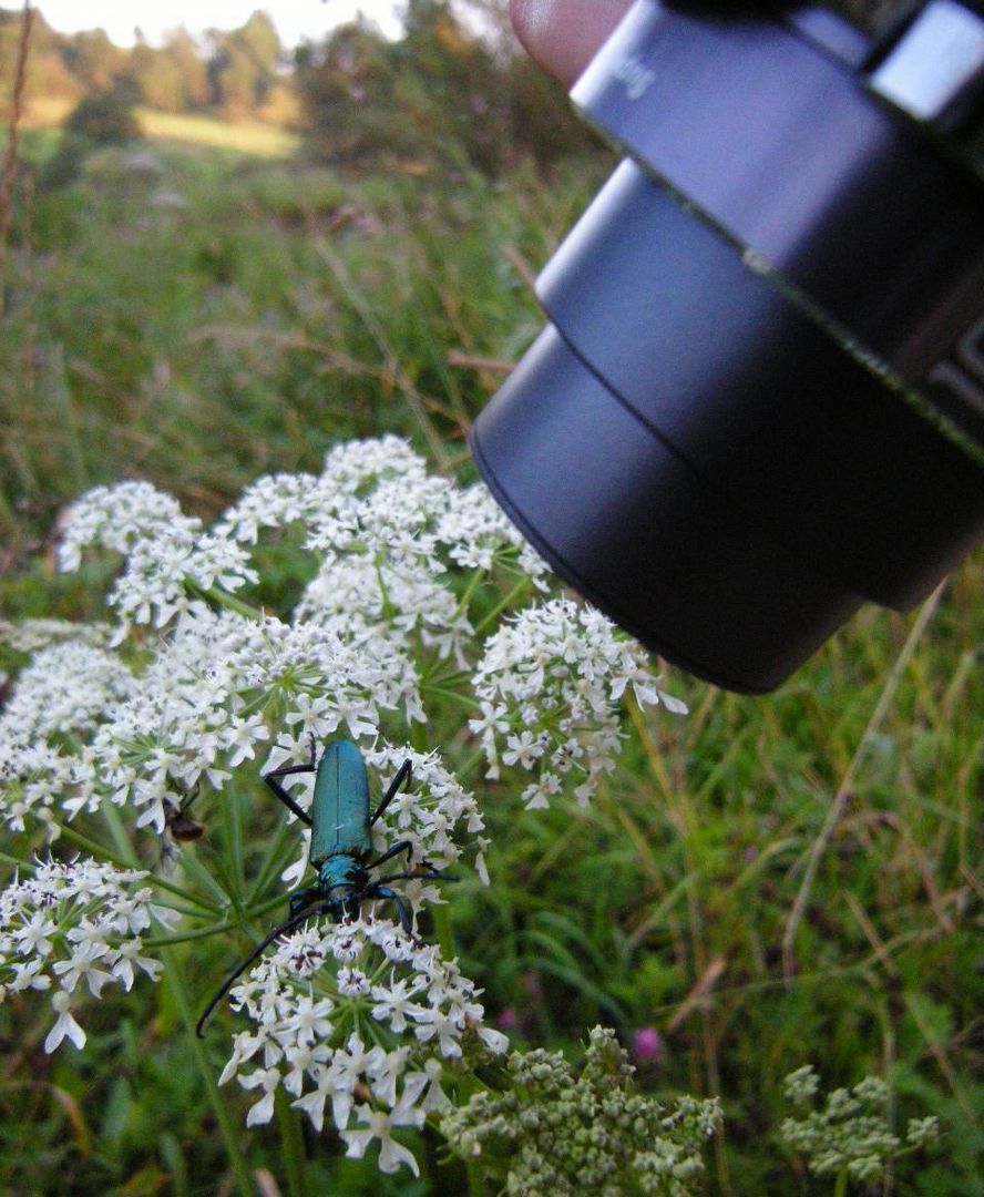 Rosalia alpina