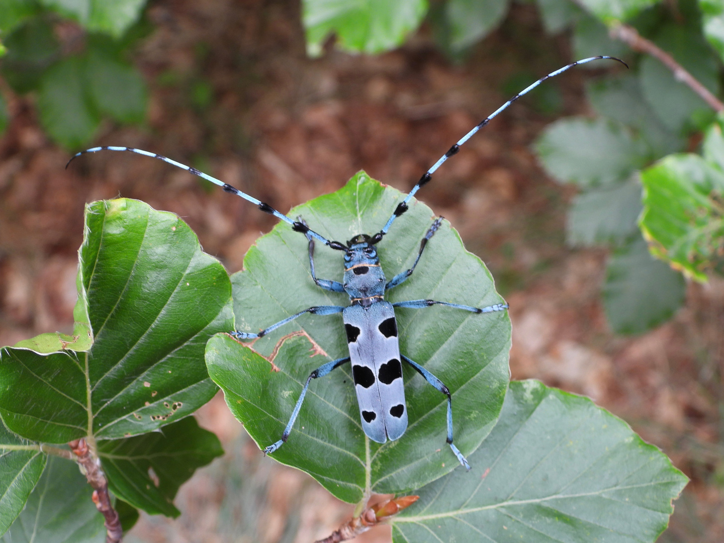 Rosalia alpina