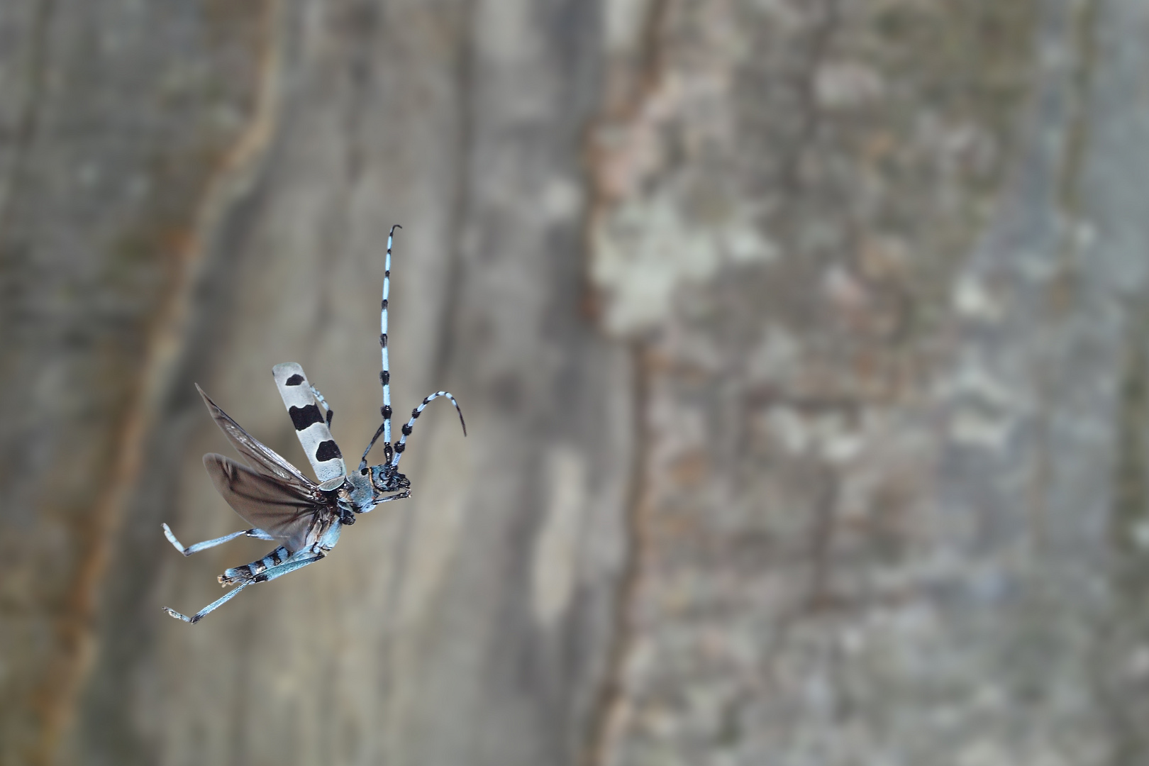 Rosalia alpina (Alpenbockkäfer)