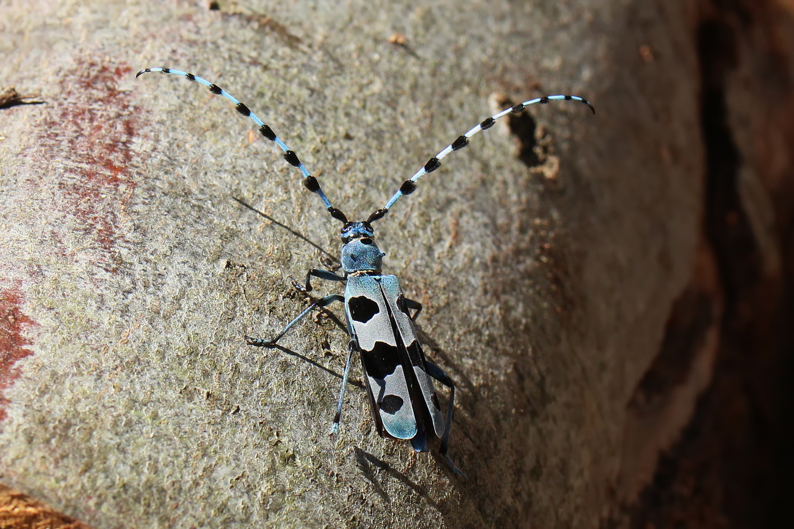 Rosalia alpina I