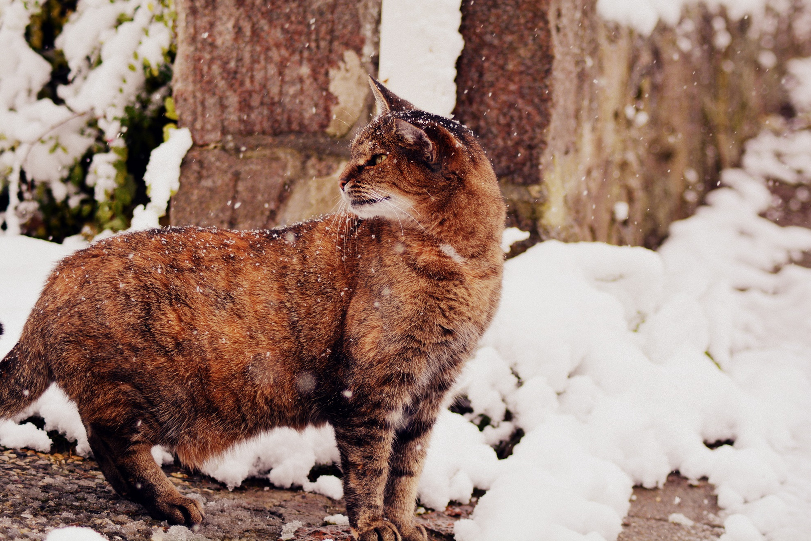 Rosalie und der erste Schnee DIE ZWEITE